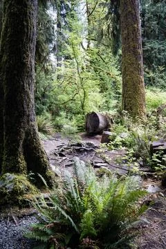 Scenic hiking path winding through lush temperate rainforest Stock Photos