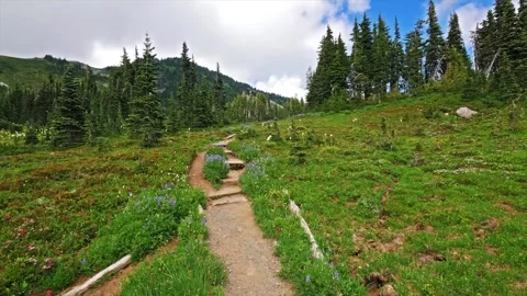 Scenic Hiking Trail through Alpine Meadows in Spray Park, Mount Rainier National Video stock 332082149
