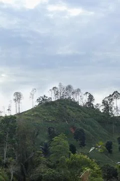 Scenic Hill with Sparse Trees Under Cloudy Sky 스톡 사진