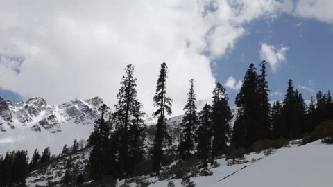 Scenic Himalayan Winter Forest with Snow Covered Ground and Tall Pine Trees Stock Footage 347125237