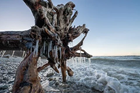 Scenic icy textured tree root with icicles on the seashore. Stock Photos