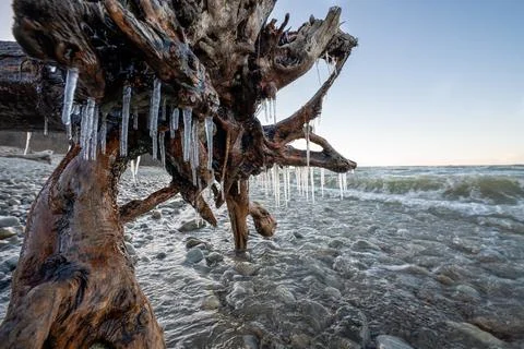 Scenic icy textured tree root with icicles on the seashore. Stock Photos