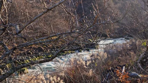 Scenic Japanese River Rapids Through Bare Seasonal Forest Vidéo 344537489