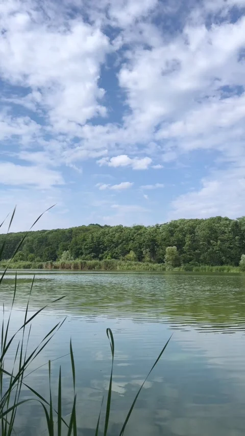 Scenic Lake View with Green Forest Shore 動画素材 340340741