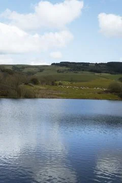 Scenic Lake View with Rolling Hills and Sheep Under a Blue Sky Stock Photos