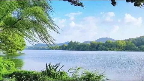 Scenic Lake View with Wind-Blown Willow Trees Stock Footage 341319173