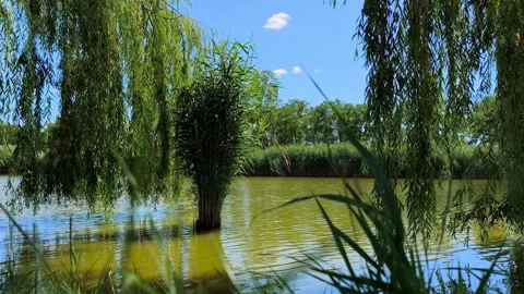 Scenic Lake Water Reflection at Delta Moldovei Iasi Romania under Blue Sky Vídeo Stock 341849096