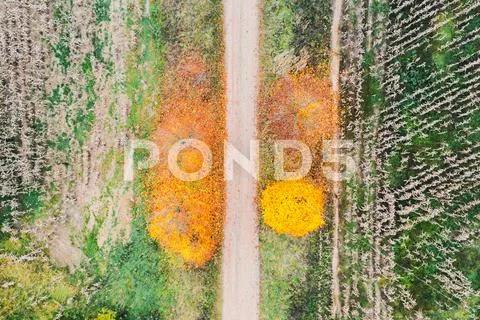 Scenic landscape with countryside road along ripe corn fields and colorful trees Stock Photos