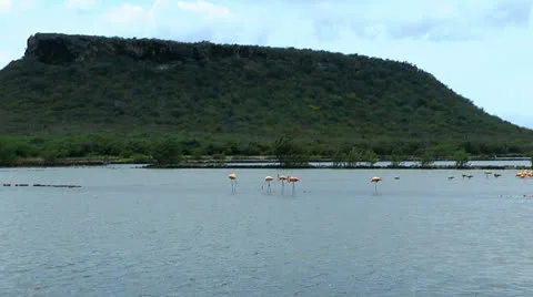 Scenic landscape in curacao,netherland antilles Stock Footage
