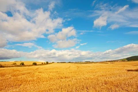 Scenic landscape with fields of wheat Stock Photos
