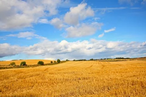 Scenic landscape with fields of wheat Stock Photos