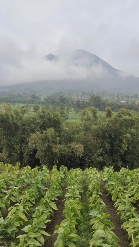 The Scenic Landscape at The Foot of Mount Merapi Stock Footage 318633196