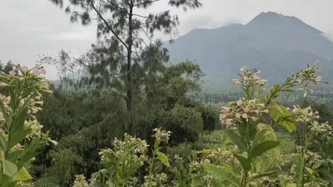 The Scenic Landscape at The Foot of Mount Merapi Stock Footage 318633639