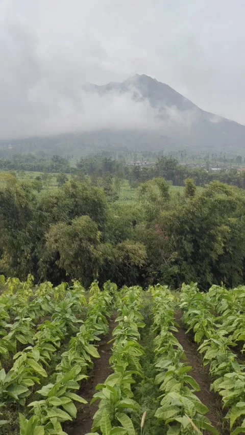 The Scenic Landscape at The Foot of Mount Merapi Stock-Footage 318633714