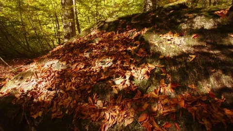 Scenic landscape of forest covered with fallen red and brown leaves. autumn Stock Footage 204052712