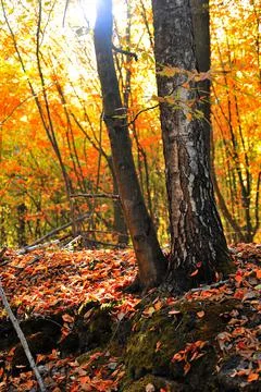 Scenic landscape in the forest in the fall Stock Photos