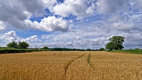 Scenic landscape golden corn field sunshine clouds Stock Footage