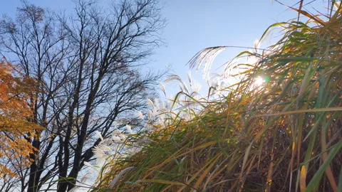 Scenic landscape with silver grass and blue sky in park. Beautiful scenic Video stock 325070619