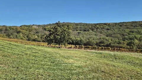 Scenic landscape with a single tree in the foreground, surrounded by a grassy fi Stock Footage 289180203