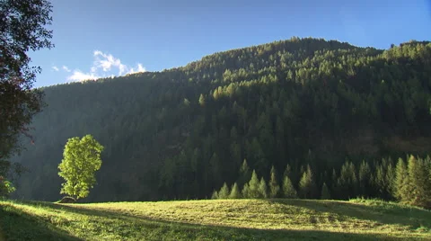 Scenic landscape with single tree in the untouched nature Stock Footage 59318871