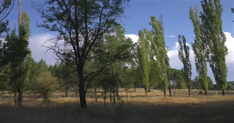 Scenic landscape view with trees and clouds moving 스톡 동영상 344043739