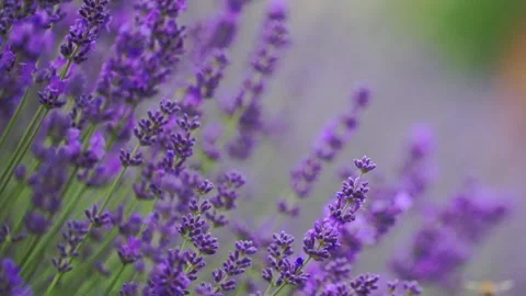Scenic lavender with wind movement, calm and dreamy nature Stock Footage 334320105