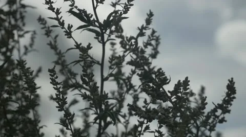 Scenic Leaf Slow Mo HD Stockbeeldmateriaal 69024252