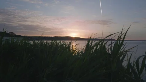 Scenic Looe Sunrise Over Water Through Tall Coastal Vegetation Silhouette Video stock 336925908