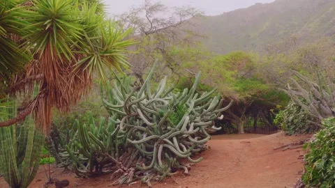 Scenic Loop Trail Through Koko Crater Botanical Garden, Oahu, Hawaii Stock Footage 325759895