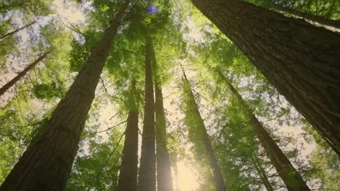 Scenic low angle View Of Giant Redwood Trees Stock-Footage 252260729
