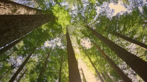 Scenic low angle View Of Giant Redwood Trees 스톡 동영상 252260760