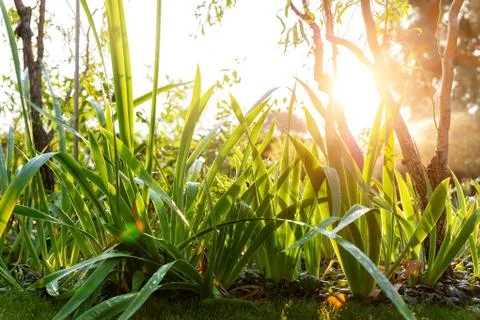 Scenic low angle view of iris flower leaves and Salix matsudana tree in home Stock Photos