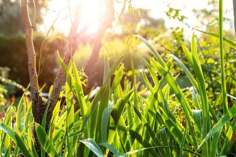 Scenic low angle view of iris flower leaves and Salix matsudana tree in home Stock Photos
