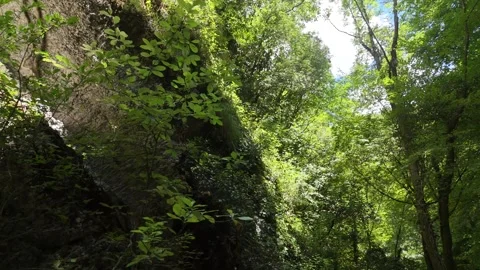 Scenic low angle view of a lush green forest canyon Stock Footage 344311730