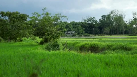 Scenic lush green rice fields under dramatic cloudy sky in rural countryside Video stock 339759621