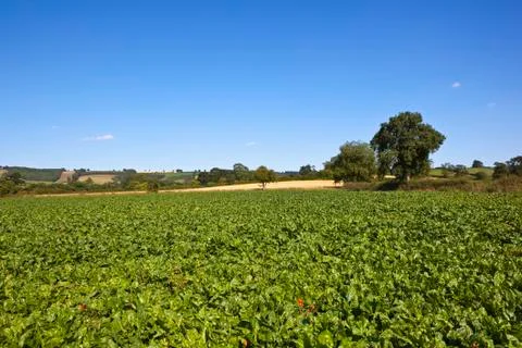 Scenic mangold fields Stock Photos