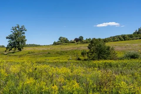 Scenic Meadow Landscape with Walking Path and Trees Under a Clear Blue Sky 写真素材
