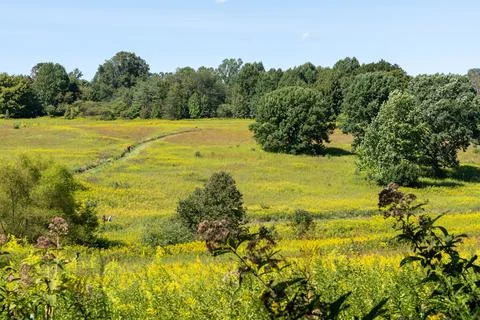 Scenic Meadow Landscape with Walking Path and Trees Under a Clear Blue Sky 写真素材