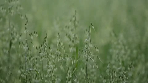 Scenic meadows. Wheat Wind Shakes. Grain field. Inspiration and close-up. Video stock 154115911