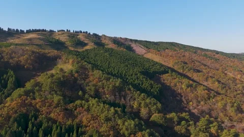 Scenic Mountain Forest Transitioning into Autumn – Drone Footage Stock Footage 336964886