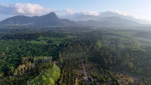Scenic mountain landscape with dense trees and winding paths Video stock 337719349