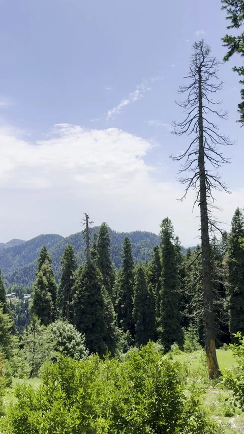 Scenic Mountain Landscape with Greenery and Blue Sky Stock Footage 308998341
