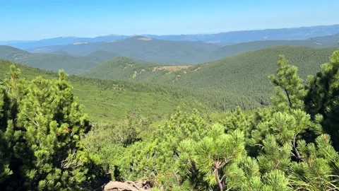 Scenic mountain range view with green pine trees Stock Footage 318488691