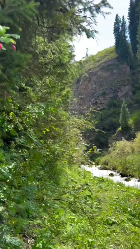 Scenic Mountain River and Forest Landscape Video stock 340264006