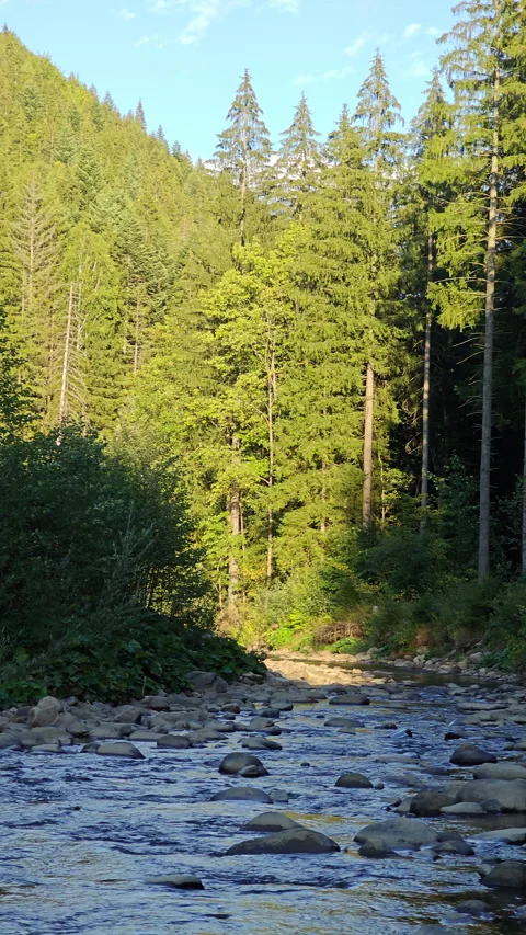 Scenic Mountain River Flowing Over Rocks at Golden Hour Sunlight Stock Footage 345065695