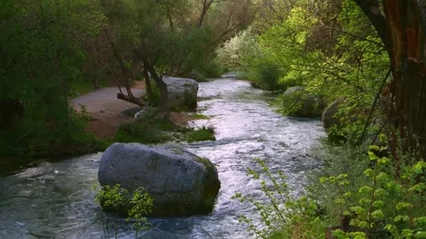 Scenic Mountain River Flowing Through Lush Green Forest in Turkey Stock Footage 332547965