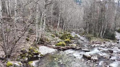Scenic mountain river flowing through a winter forest near Rila Monastery Stock Footage 336332258