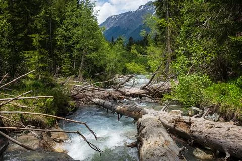Scenic mountain river flows through lush green forest with fallen trees and Stock Photos