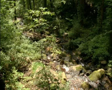 Scenic Mountain Stream - PAL Stock Footage 11863310