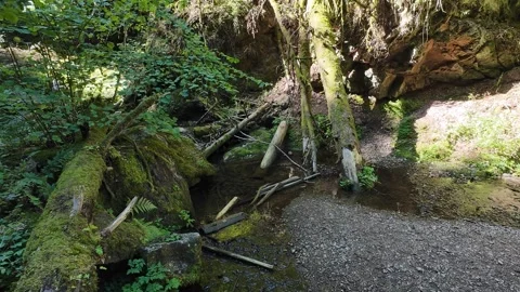 Scenic Mountain Streams and Lush Green Forest Landscape Stock Footage 346091086